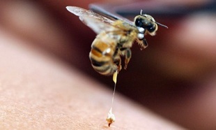 蜂疗作为阴茎增大的一种方法